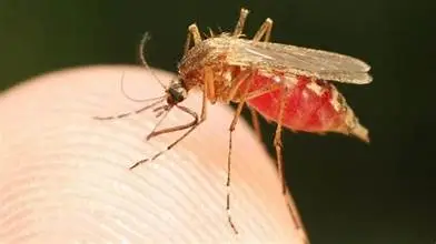 Malaria